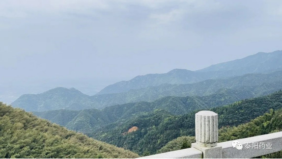 泰陽(yáng)醫(yī)藥春游踏青